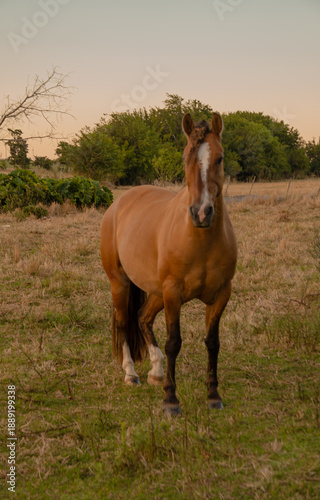 Canvas Print Criollo horse grazing in Colonia, Uruguay