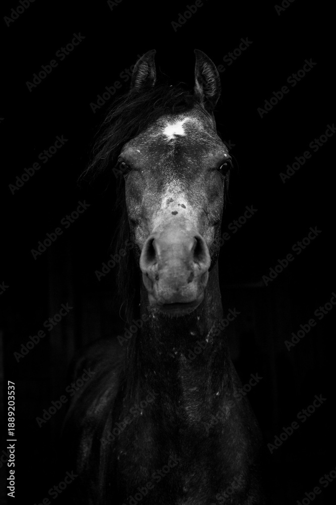 Fototapeta premium Portrait of the horse.