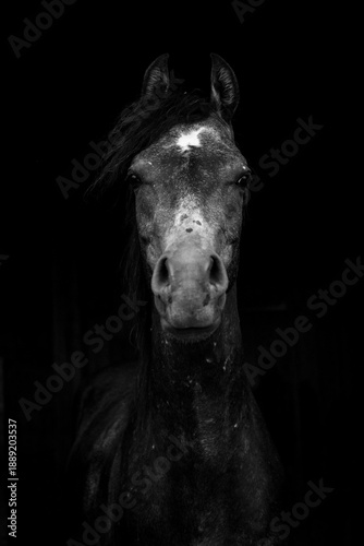Portrait of the horse.
