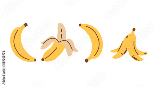 An illustration of bananas in different stages of ripeness and peel