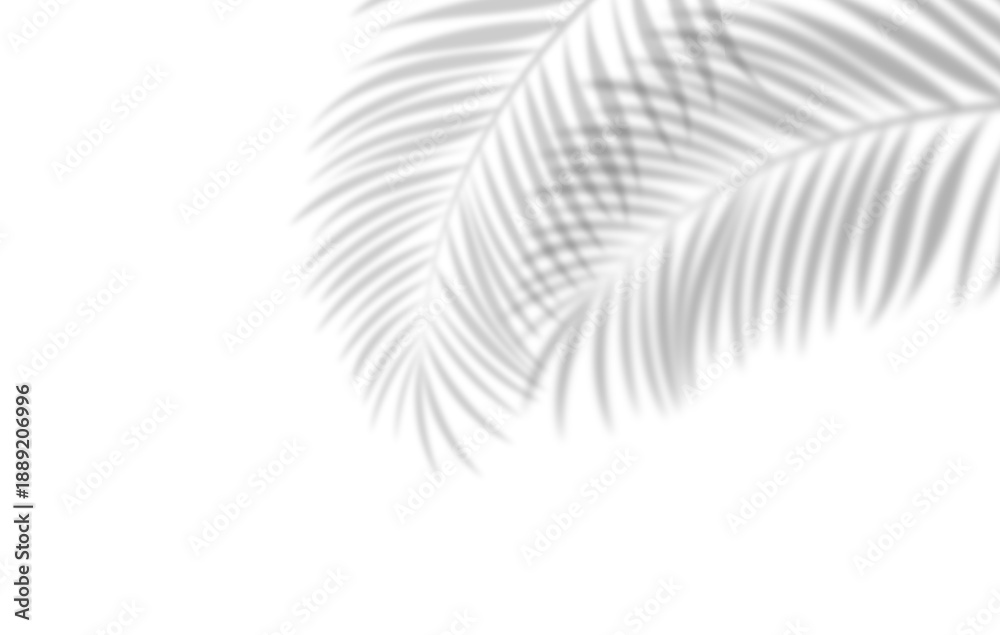 Obraz premium Soft palm leaf shadows over white background
