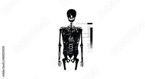 Human skeleton with x-ray effect standing upright