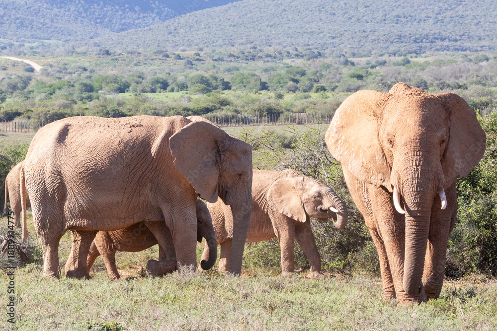 Obraz premium Herd of African Elephants (Loxodonta africana) browsing, Addo Elephant National, Park, Eastern Cape, South Africa