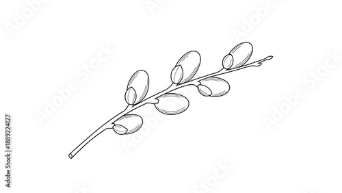 Single branch of a pussy willow plant with soft fuzzy catkins is depicted in a detailed black and white line art style for springtime.
