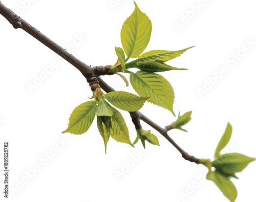 Delicate bright green young leaves unfurling from a slender brown branch against a soft white background signaling the beautiful vibrant awakening of springtime nature and new beginnings in the garden