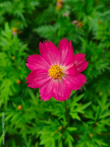 Vibrant Pink Cosmos Flower in Full Bloom with Soft Green Background