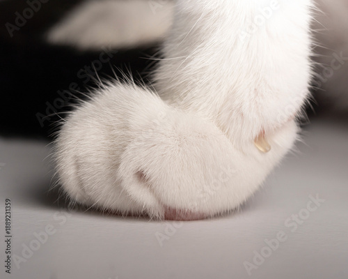 Close-Up of White Cat Paws Resting on White Surface