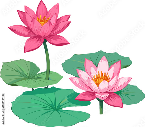 Pink water lilies (lotus flowers) growing on water with green floating leaves. Calm, natural spring-themed floral elements associated with peace, harmony, Mother’s Day, wellness and nature scenes