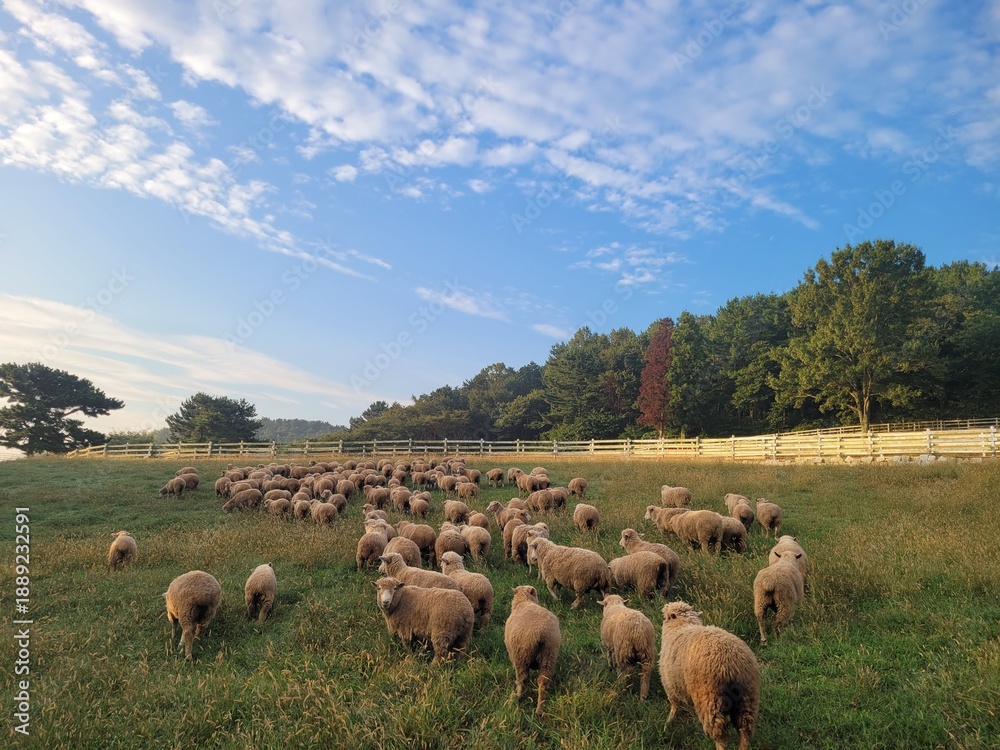 Fototapeta premium Sheep ranch. Lots of sheep on the grass