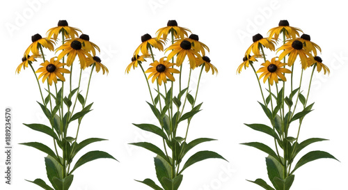 Black-eyed Susans Rudbeckia hirta isolated on transparent background