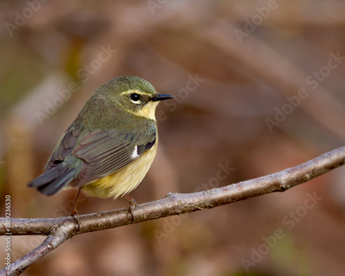 A female or juvenile black-throated blue warbler