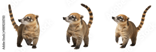 Fotografia Cute Coati Set, South American Nasua, Exotic Wildlife Animal, PNG Isolated on Wh