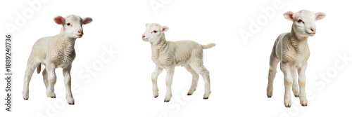 Cute Lamb Set, White Baby Sheep, Farm Animal Collection, PNG Isolated on White Background, Fluffy Livestock, Spring Lambs, Nursery Decor, Newborn Sheep Assets