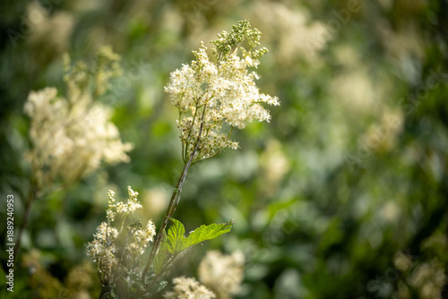 White meadowsweet flower on a mossy land in Swede