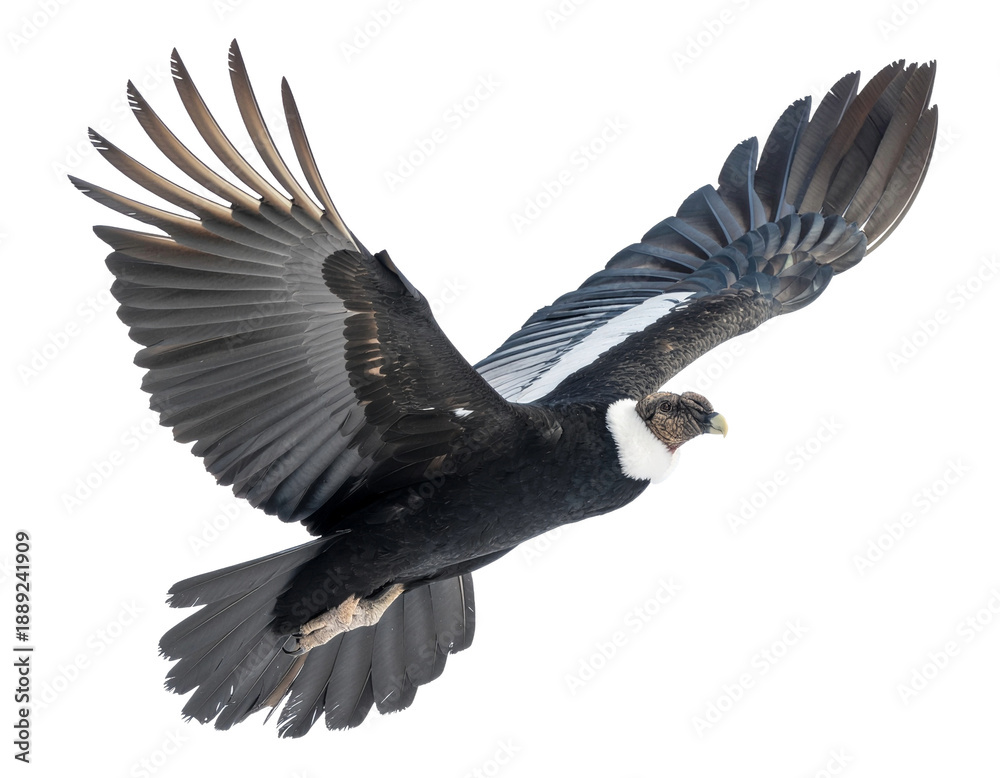 Fototapeta premium bald eagle in flight