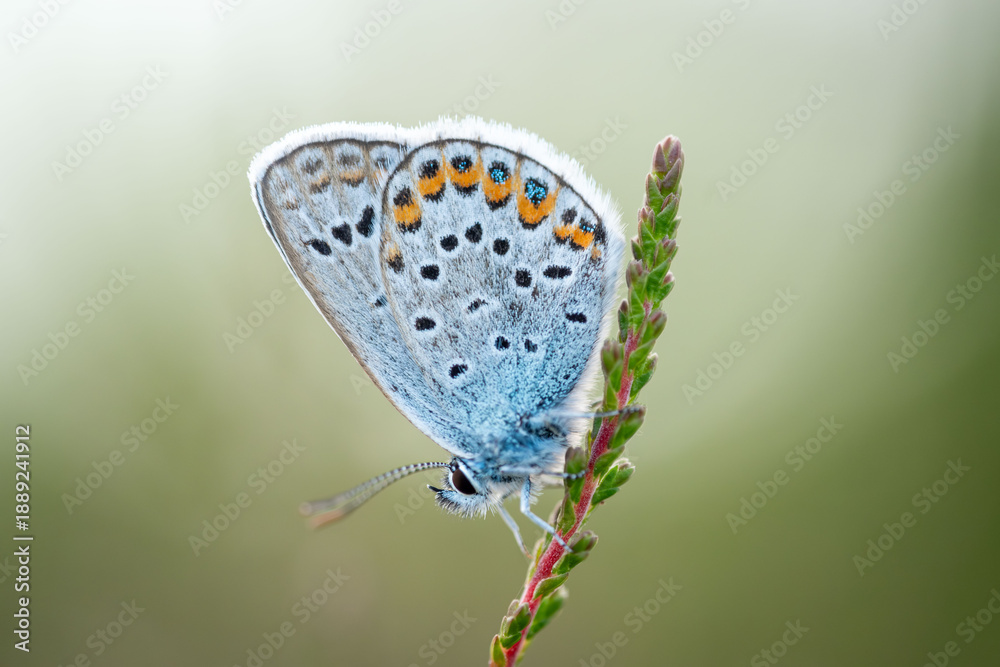 custom made wallpaper toronto digitalSilver-studded Blue butterfly close up