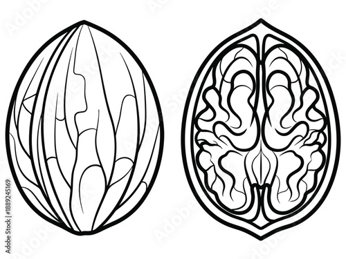 Split walnut icon, showing the whole shell and the detailed kernel inside