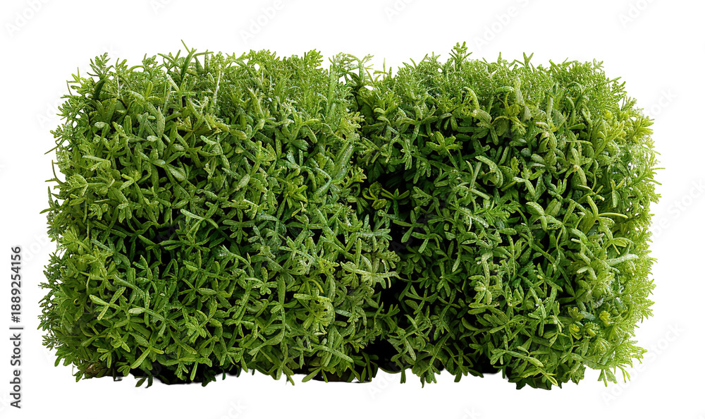 Naklejka premium Boxwood hedge shaped into a geometric form is isolated on a transparent background. This cut out element can be used in various design projects or graphics