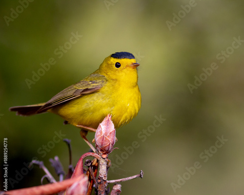 A Wilson's warbler posing on a branch