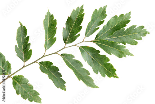 Pinnate leaves from a sapling are shown on a transparent background. The leaves display a bright green color, suitable for various design projects and backgrounds