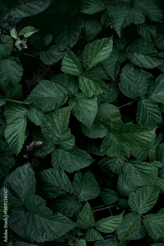 Dark green leaves forming a dense, mysterious background with deep shadows. Ideal for website headers, eco branding, wellness marketing, and atmospheric design projects.