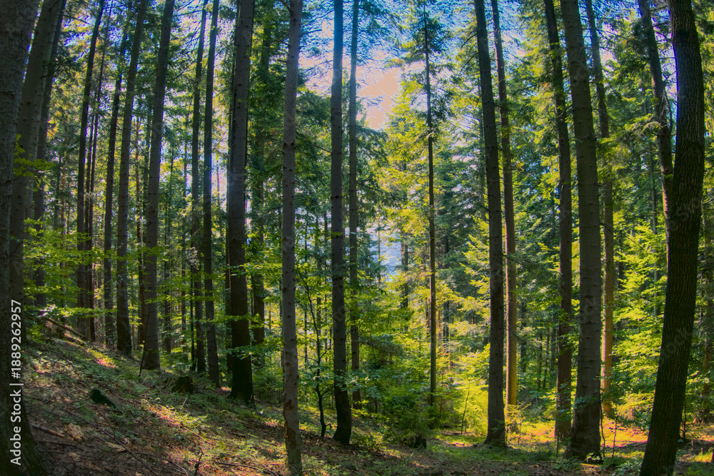 Fototapeta premium Sunlight shining through summer forest trees creates a warm natural atmosphere, ideal for wellness branding, eco marketing, travel promotions, and inspirational lifestyle content.