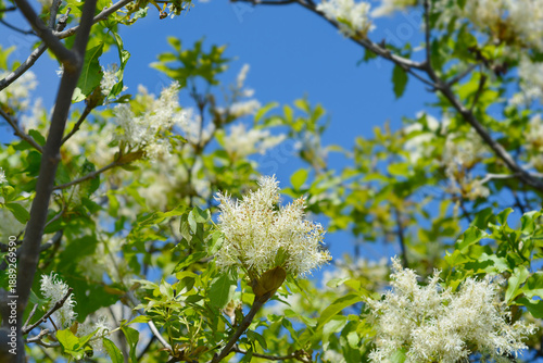 Flowering ash branch with white flowers - Latin name - Fraxinus ornus