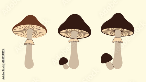 Set of three illustrated brown mushrooms in different growth stages, shown in a simple cartoon style on a light background.