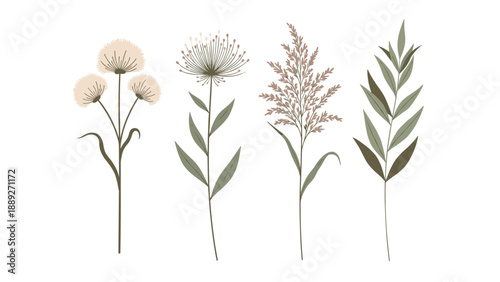 Elegant collection of four dried flowers and grasses in muted, earthy tones, perfect for botanical or bohemian designs.