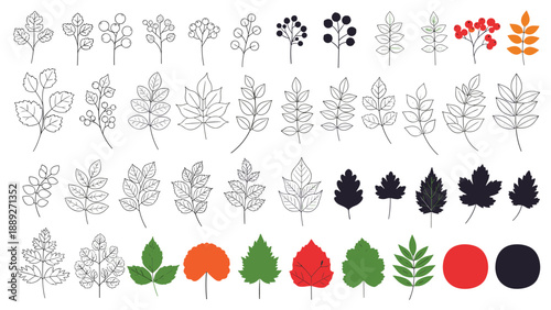 Large collection of various tree leaves and berries in different styles, including outlines, silhouettes, and full color.