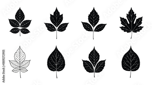 Black and white illustration depicting various leaf shapes and botanical details high quality