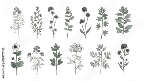 Vintage botanical illustration showcasing various wildflowers and leafy plant specimens in grayscale