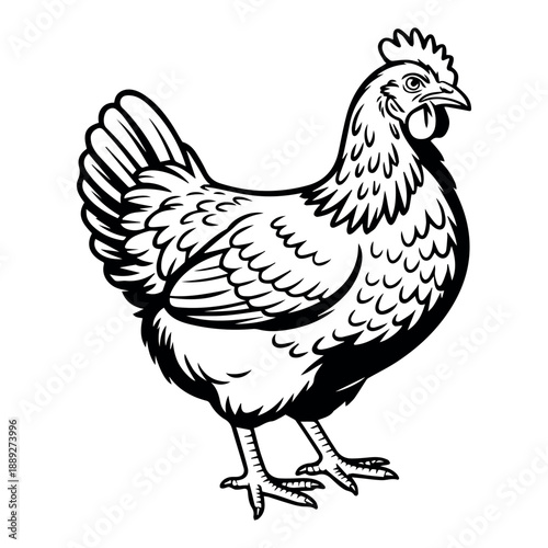 Black and White Illustration of a Standing Hen with Red Comb