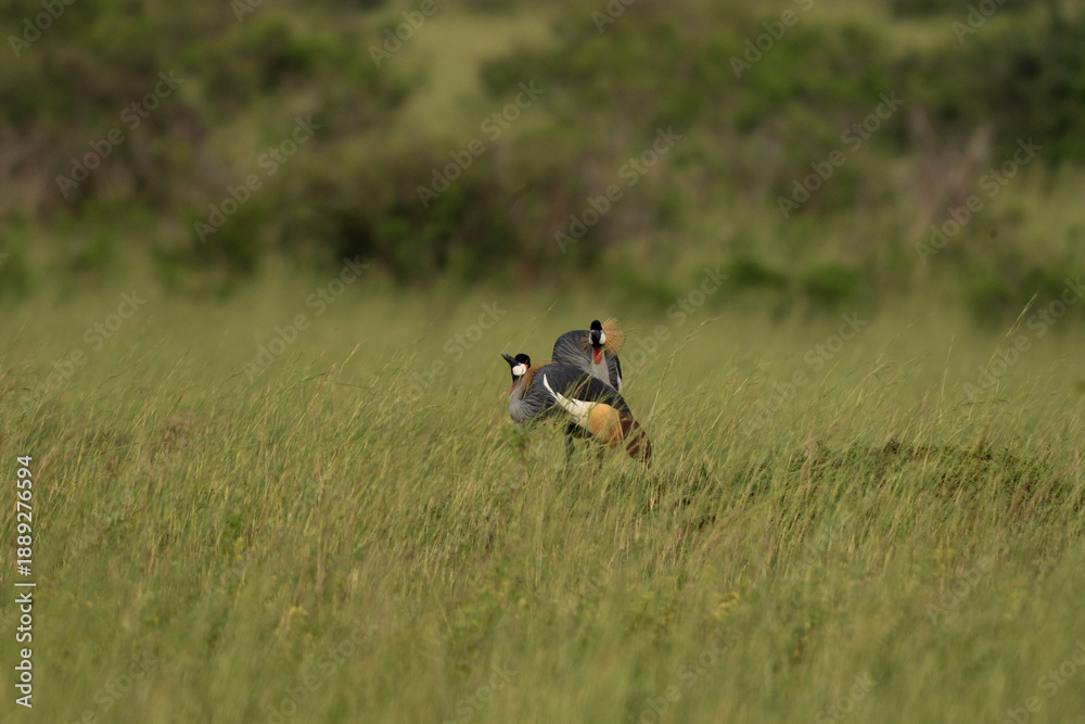Fototapeta premium The national bird of Uganda. The crowned bird stays in the meadow. A rare crane stands in the grassland.