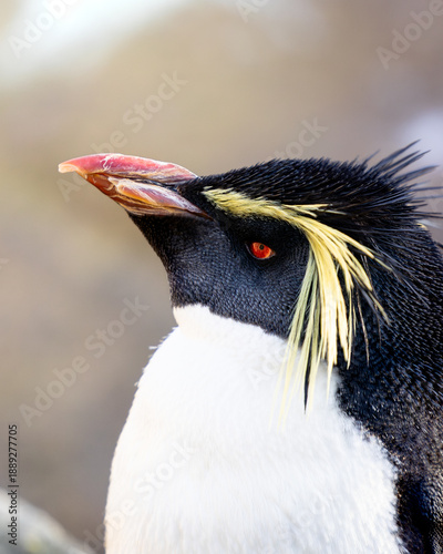 Penguin Rockhopper with a yellow and black mane stands on a rock