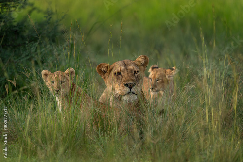 A pack of lions lies in the grass. A lioness lies with her cubs in the meadow. The lions of Queen Elizabeth National Park.