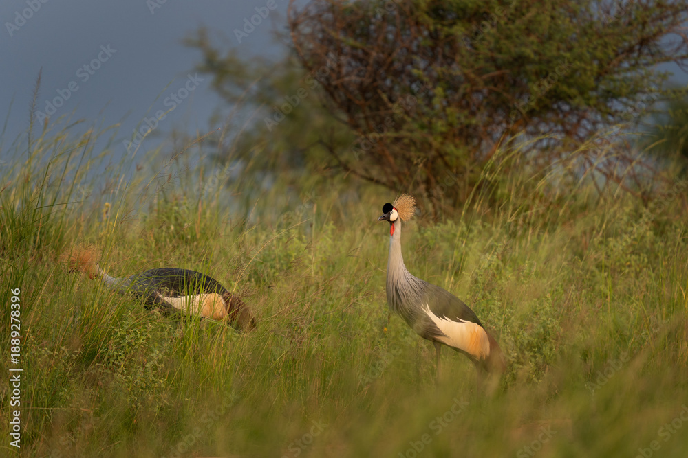 Naklejka premium The national bird of Uganda. The crowned bird stays in the meadow. A rare crane stands in the grassland.