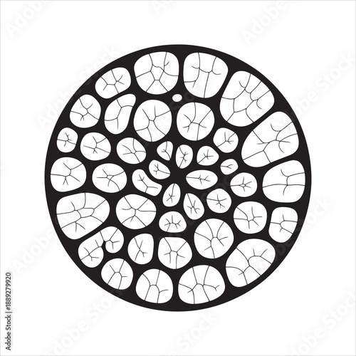 Decoding the Mathematical Art of Circular Symmetry and Mandalas