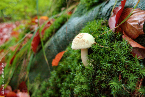 Pale yellow Amanita citrina, False Death Cap or Citrine Amanita mushroom growing delicately in lush moss on textured rock surface. 