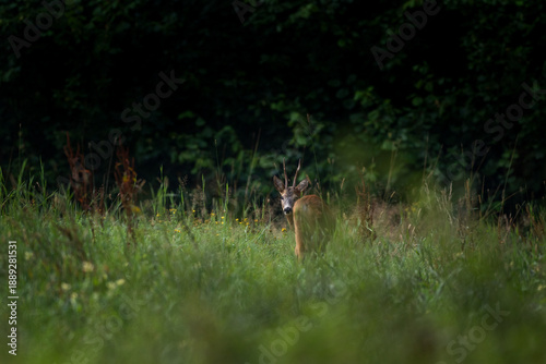 Valokuva A roe deer during mating season