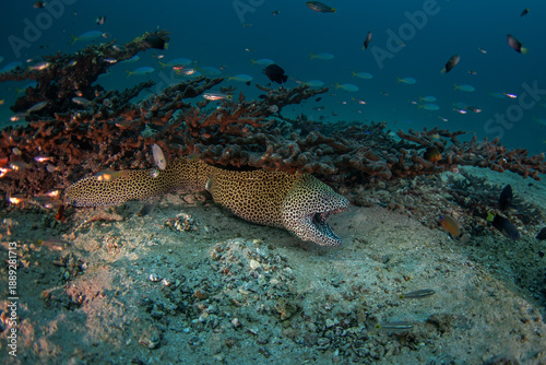 There is a leopard moray hiding under the coral. This is a laced moray from the coast of Oman. A moray eel peering from a hole in the reef. A Moneycomb Moray Eel lies on the seabed off the coast of Om