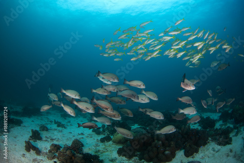 Wallpaper Mural A shoal of minstrel sweetlips fish is swimming together with a shoal of yellowfin goatfish. A Plectorhinchus schotti and a Mulloidichthys vanicolensis from the Arabian Sea.  Torontodigital.ca