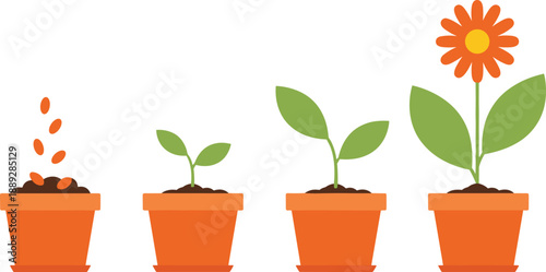 Plant growth stages illustration showing seed germination sprout development and blooming flower in pots isolated on white background flat vector design