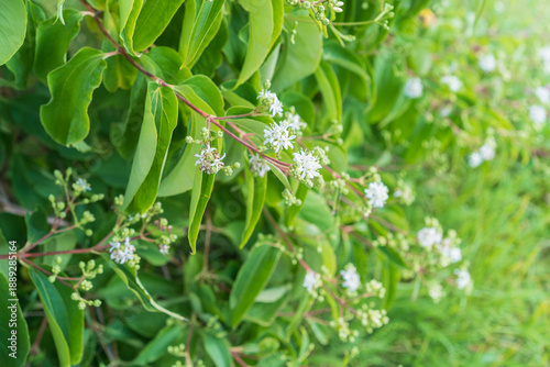  Heptacodium miconioides, the seven-son flower, flowering shrub.