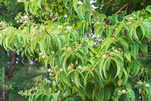 Heptacodium miconioides, the seven-son flower, flowering shrub