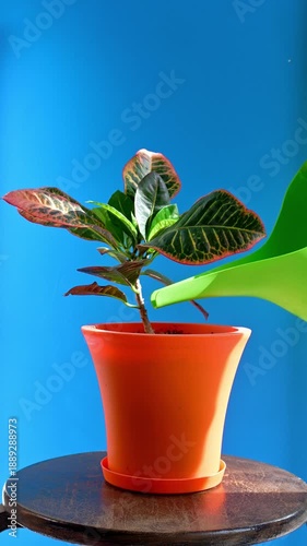 A hand holding a green watering can is pouring water to a plant in a plastic orange pot placed on a wooden stool against a blue background. Vertical static shot footage.