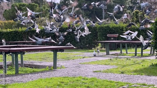 A flock of pigeons get scared while eating at a park and fly away from the feeding area. Slow motion footage, animal concept.