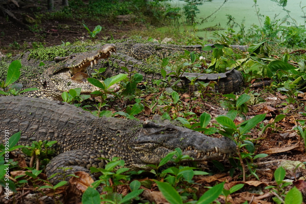 Fototapeta premium Crocodiles