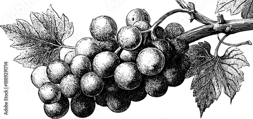 Vintage botanical illustration of white grape variety branch for design and print