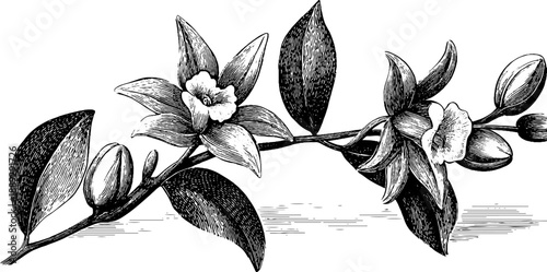 Vintage botanical engraving of vanilla orchid vine with pods - hand-drawn etching for retro design
